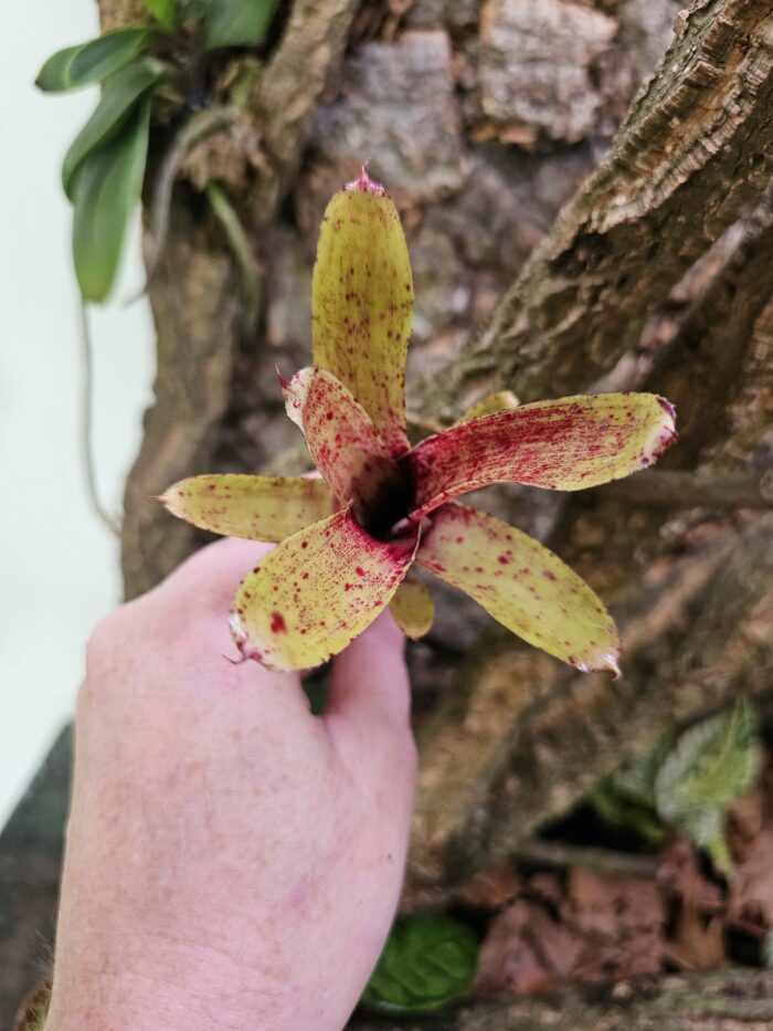 Neoregelia liliputeanea x crackers