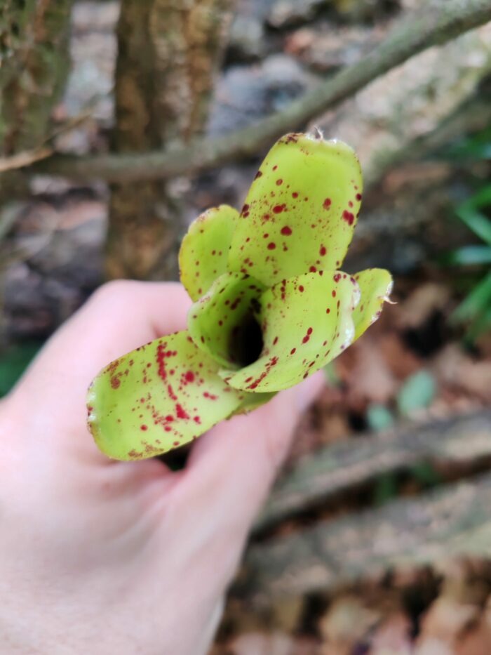 Neoregelia Ileana – Image 2