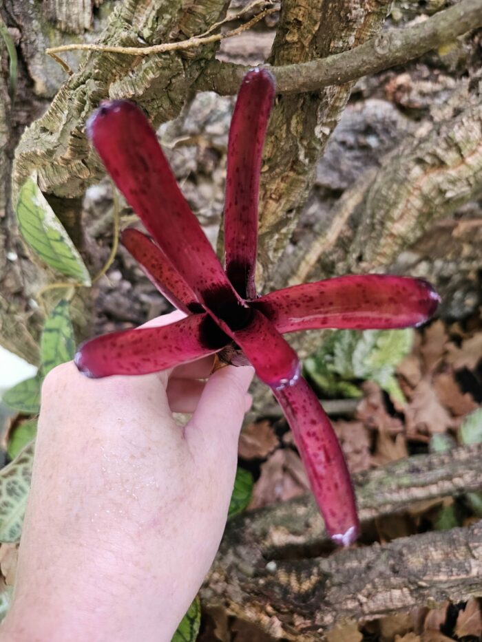 Neoregelia frankie