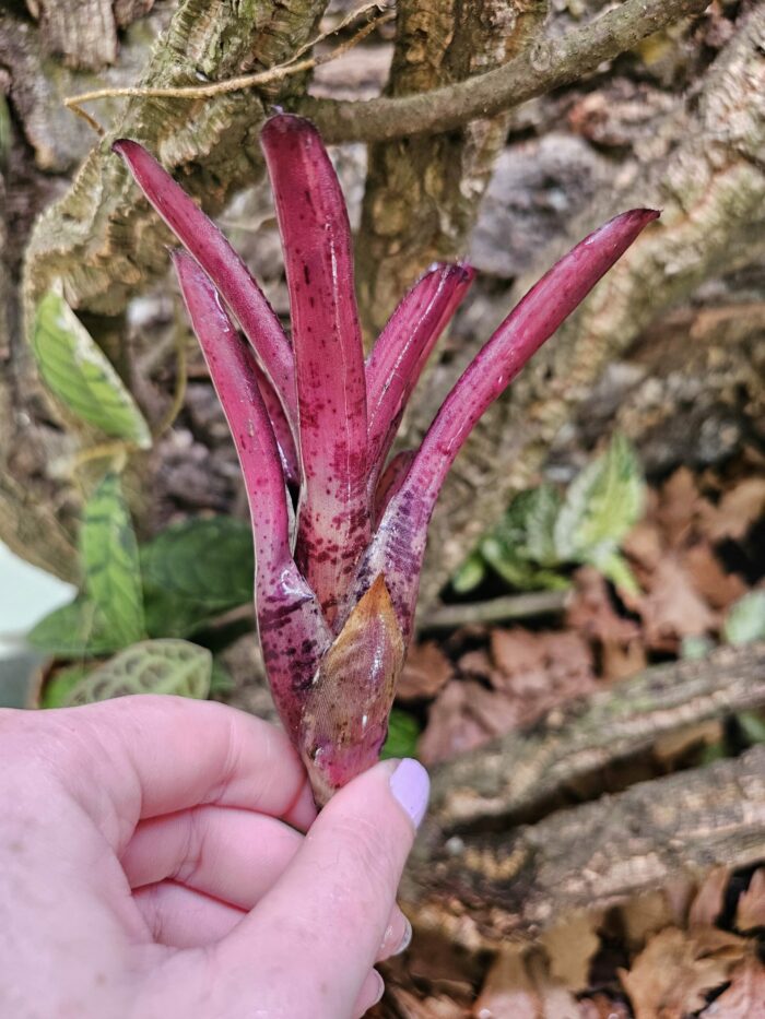 Neoregelia frankie – Image 2