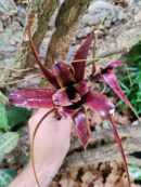 Neoregelia Purple Princess