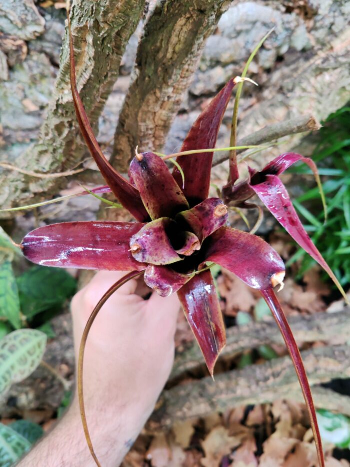 Neoregelia Purple Princess