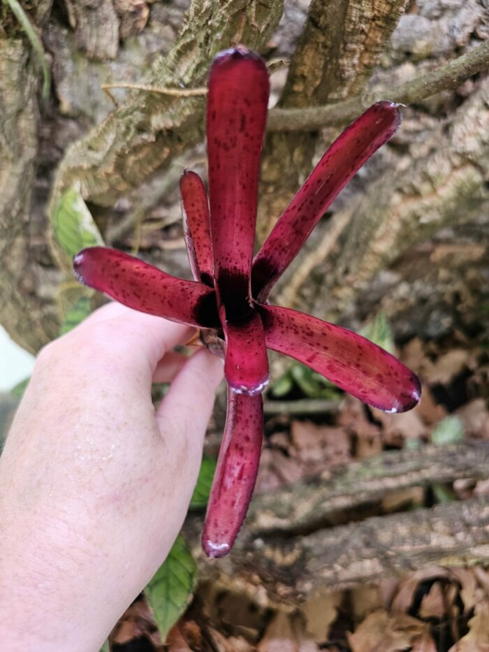 Neoregelia frankie – Image 3
