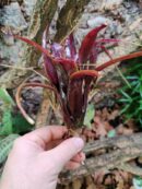 Neoregelia Purple Princess