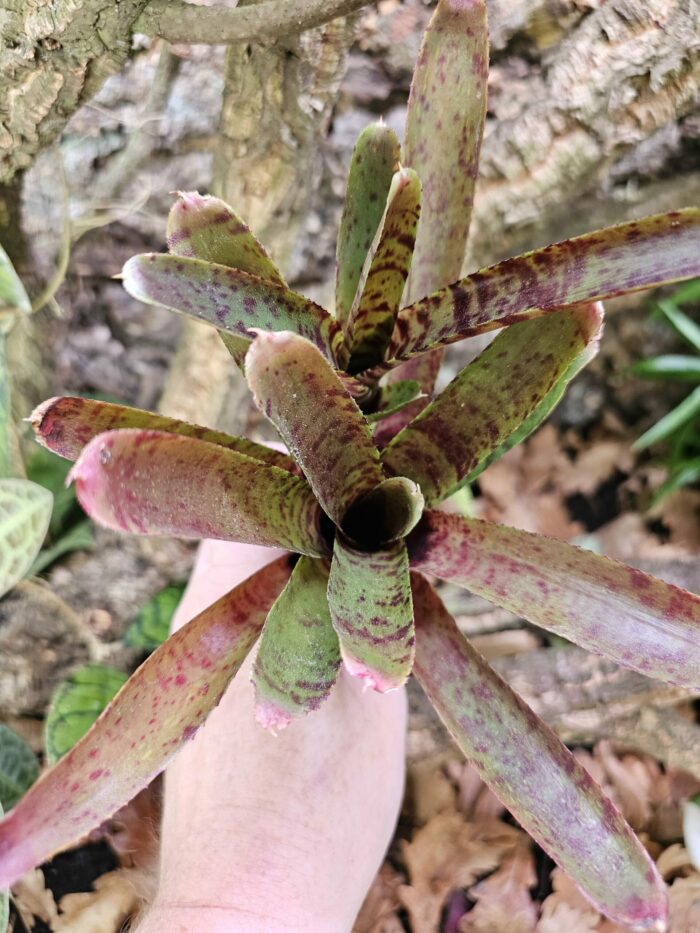 Neoregelia Grande verde – Image 3