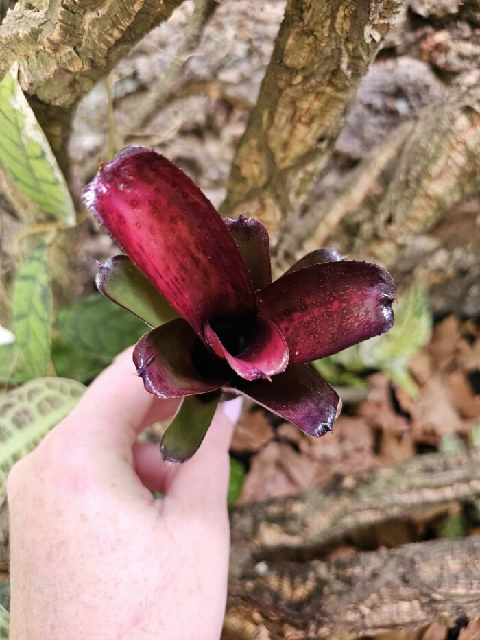 Neoregelia Granade – Image 3