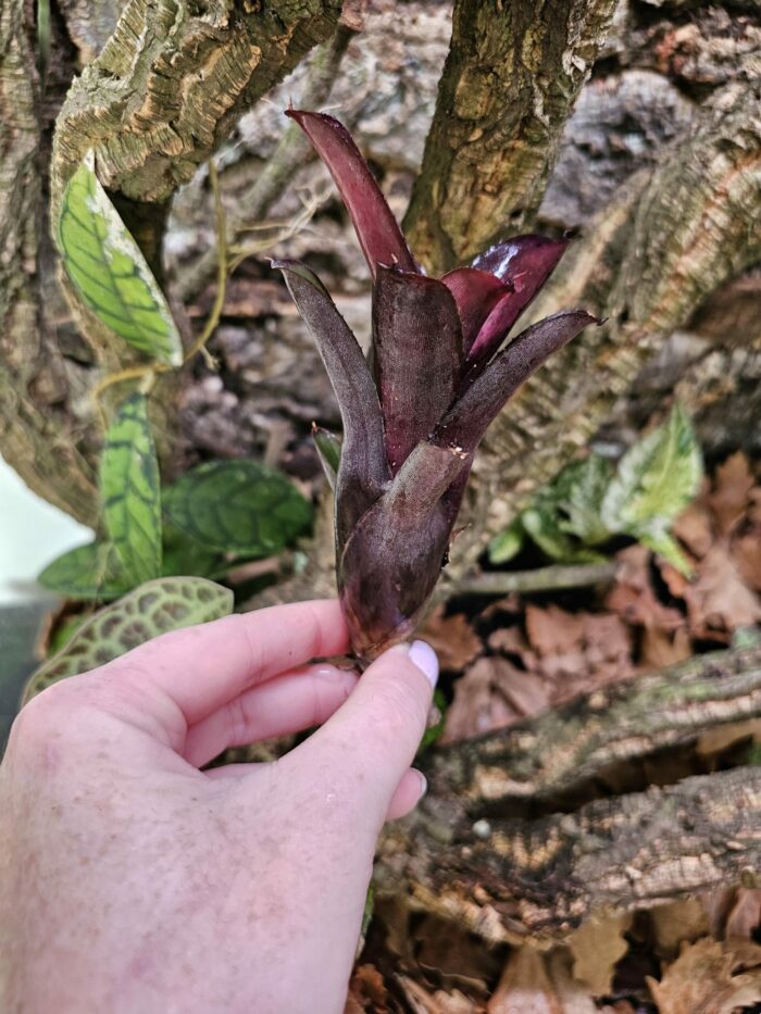 Neoregelia Granade – Image 2