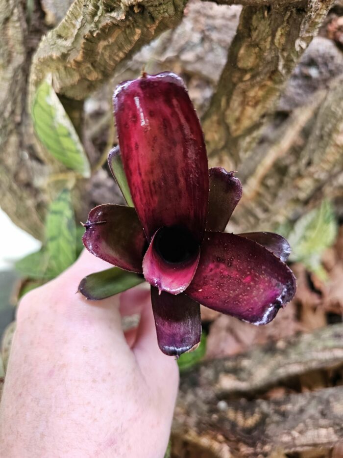 Neoregelia Granade