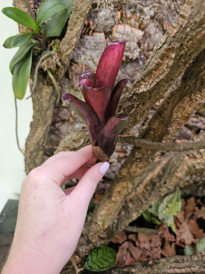Neoregelia Granade – Image 4