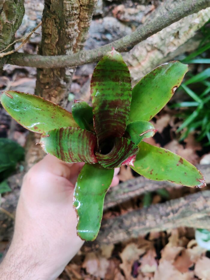 Neoregelia Rusty Green