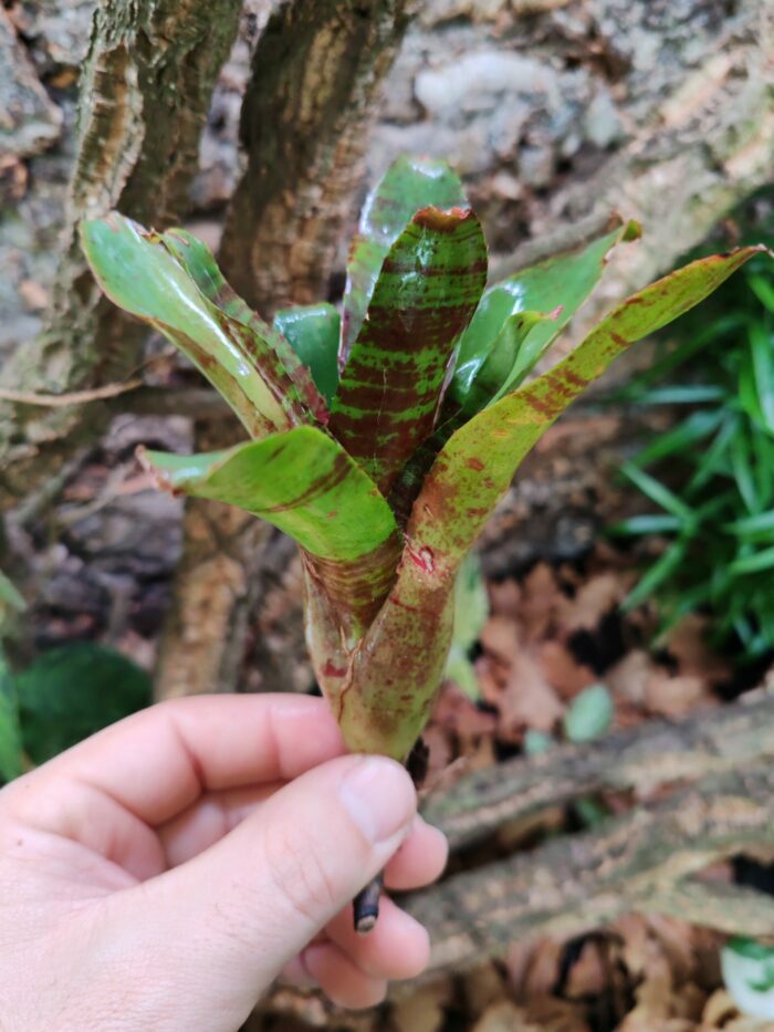 Neoregelia Rusty Green – Image 2