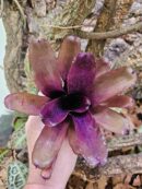 Neoregelia Cosmo species