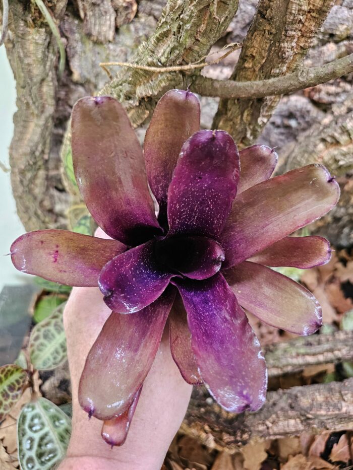 Neoregelia Cosmo species
