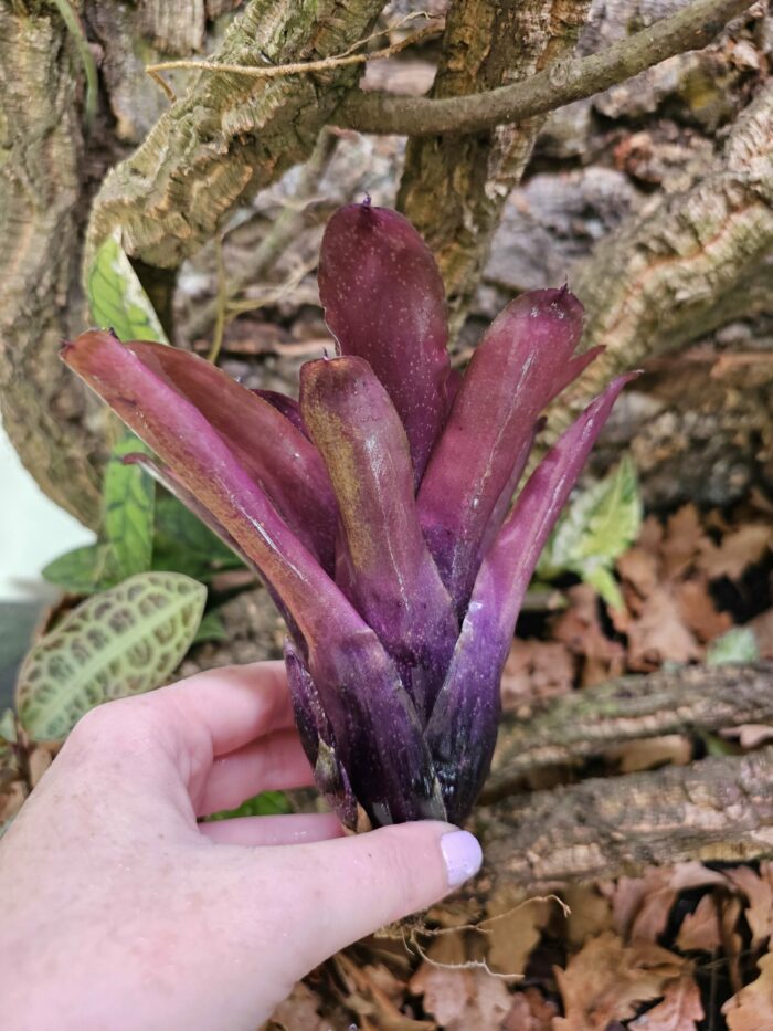 Neoregelia Cosmo species – Image 2
