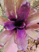 Neoregelia Cosmo species