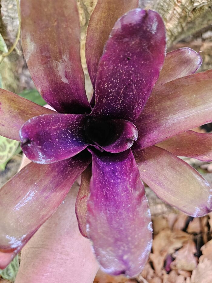Neoregelia Cosmo species – Image 3