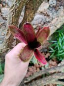 Neoregelia Phantom