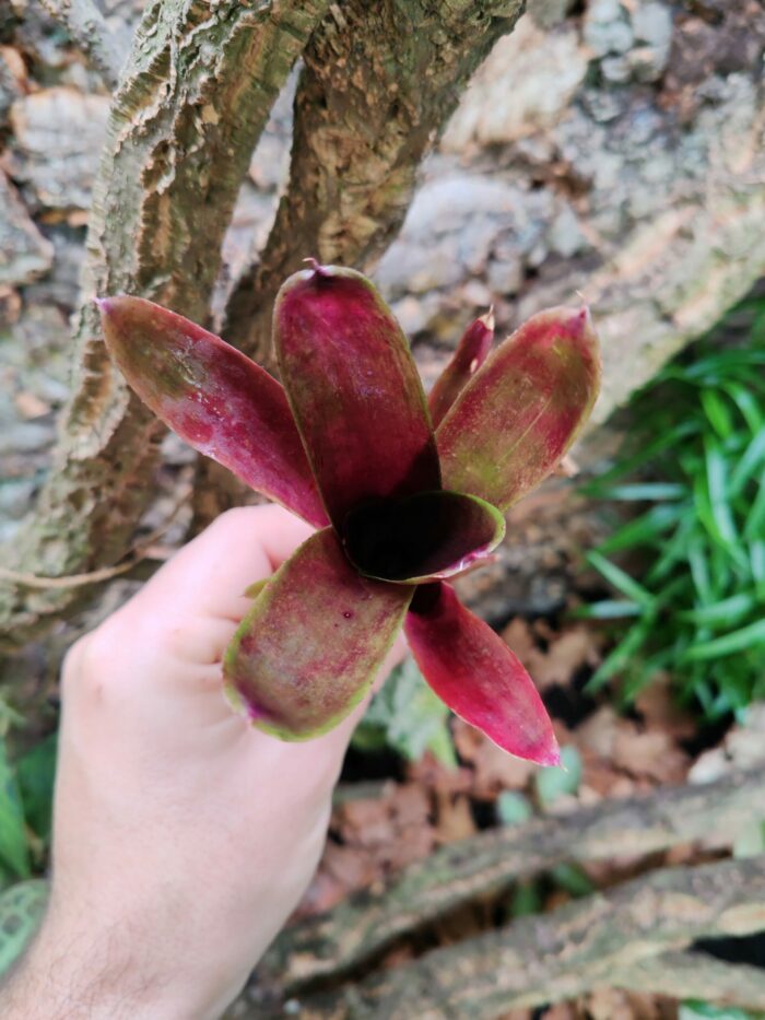Neoregelia Phantom – Image 2