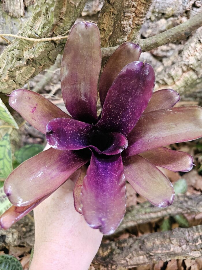 Neoregelia Cosmo species – Image 4