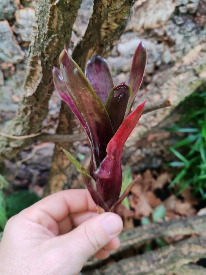 Neoregelia Phantom