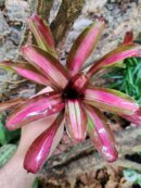 Neoregelia Oceanic