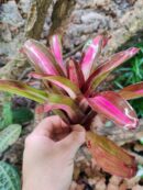 Neoregelia Oceanic