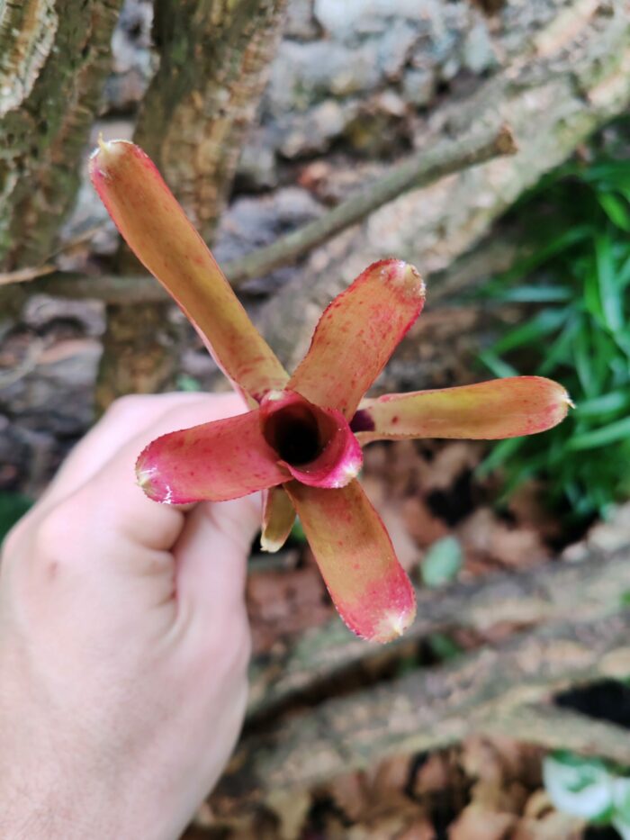 Neoregelia Inzoi
