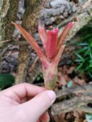 Neoregelia Inzoi