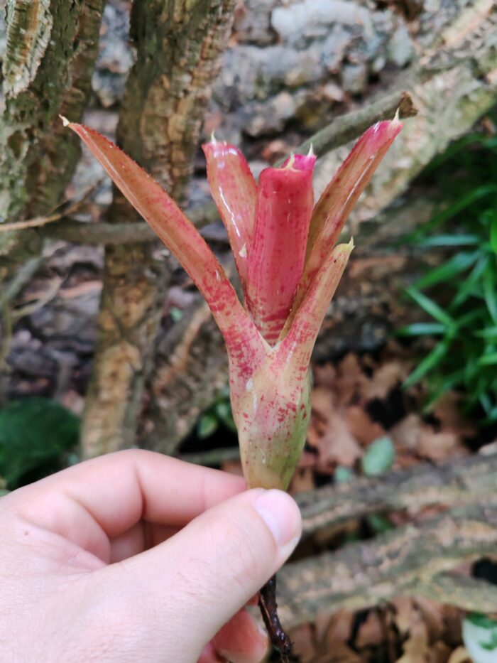 Neoregelia Inzoi – Image 2