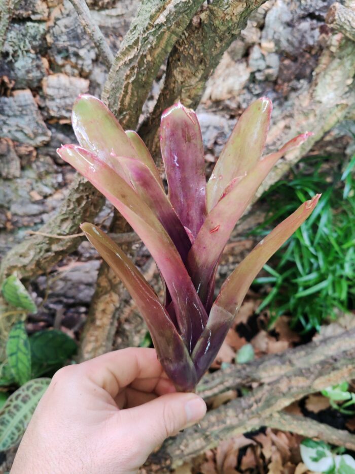 Neoregelia Carinah