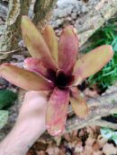 Neoregelia Carinah