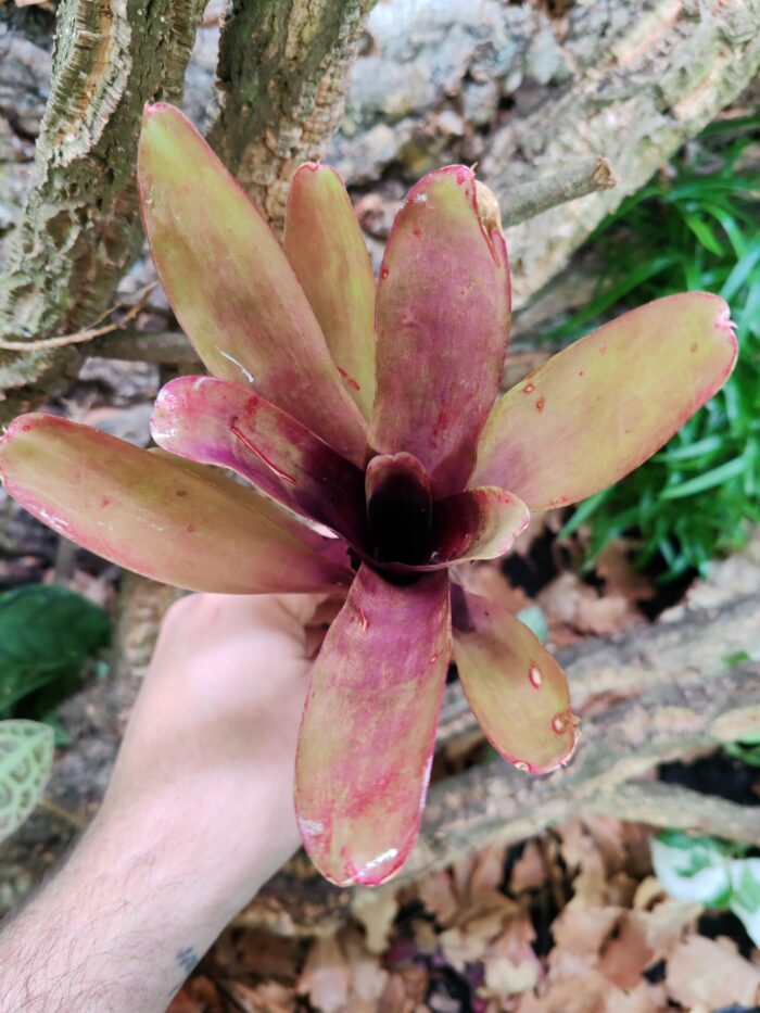 Neoregelia Carinah – Image 2