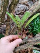 Neoregelia Pill