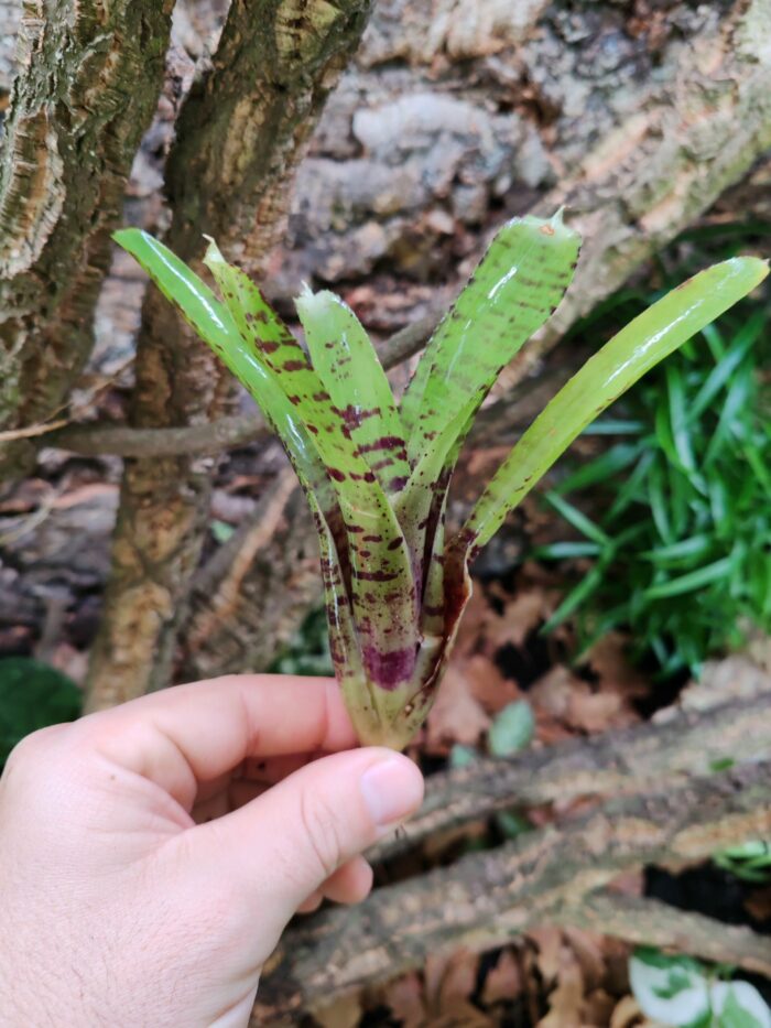 Neoregelia Pill