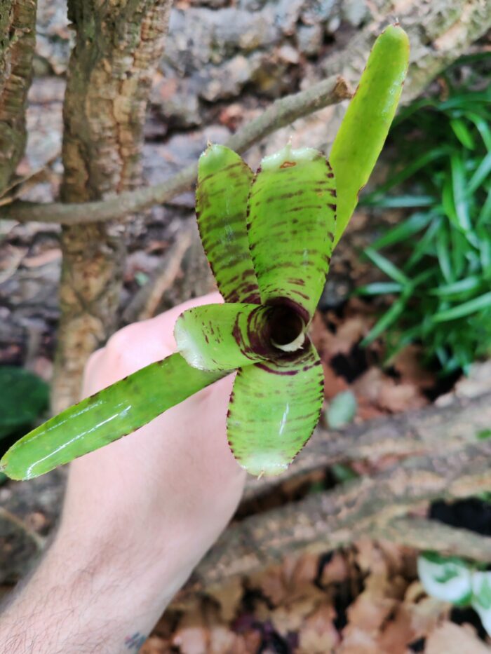 Neoregelia Pill – Image 2