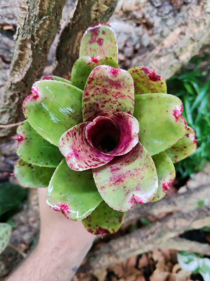 Neoregelia Gloriade
