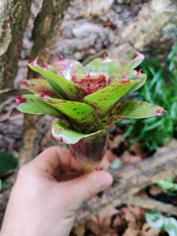 Neoregelia Gloriade – Image 2