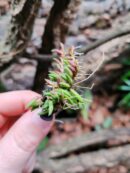 Orchidée miniature - Pleurothallis leptotifolia