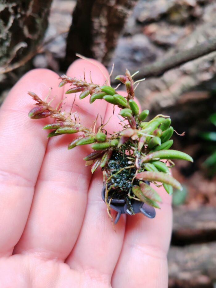 Orchidée miniature - Pleurothallis leptotifolia – Image 2
