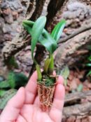 Orchidée - Bulbophyllum ambrosia