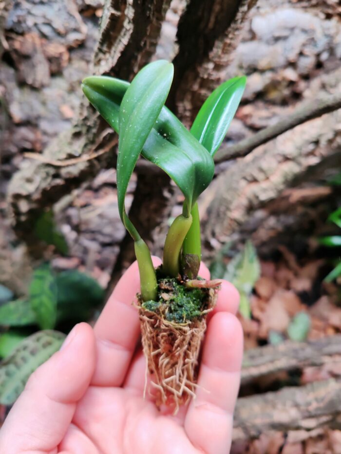 Orchidée - Bulbophyllum ambrosia