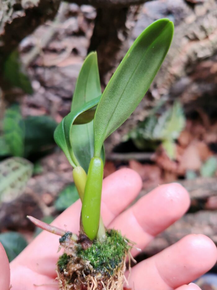 Orchidée - Bulbophyllum ambrosia – Image 2