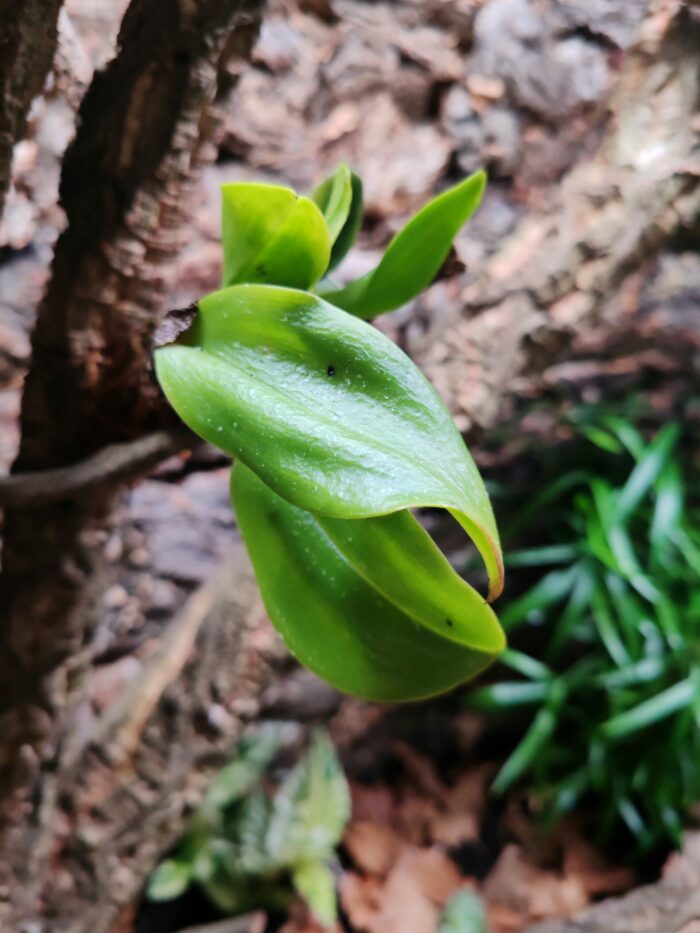 Orchidée miniature - Zootrophion endresianum – Image 2