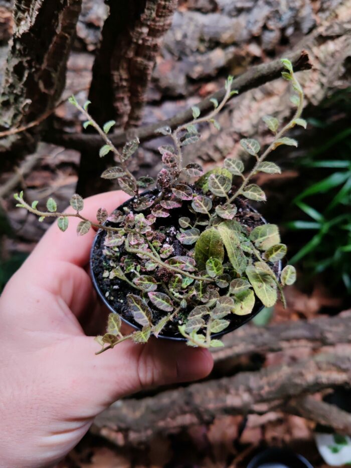 Solanum evovulifolium