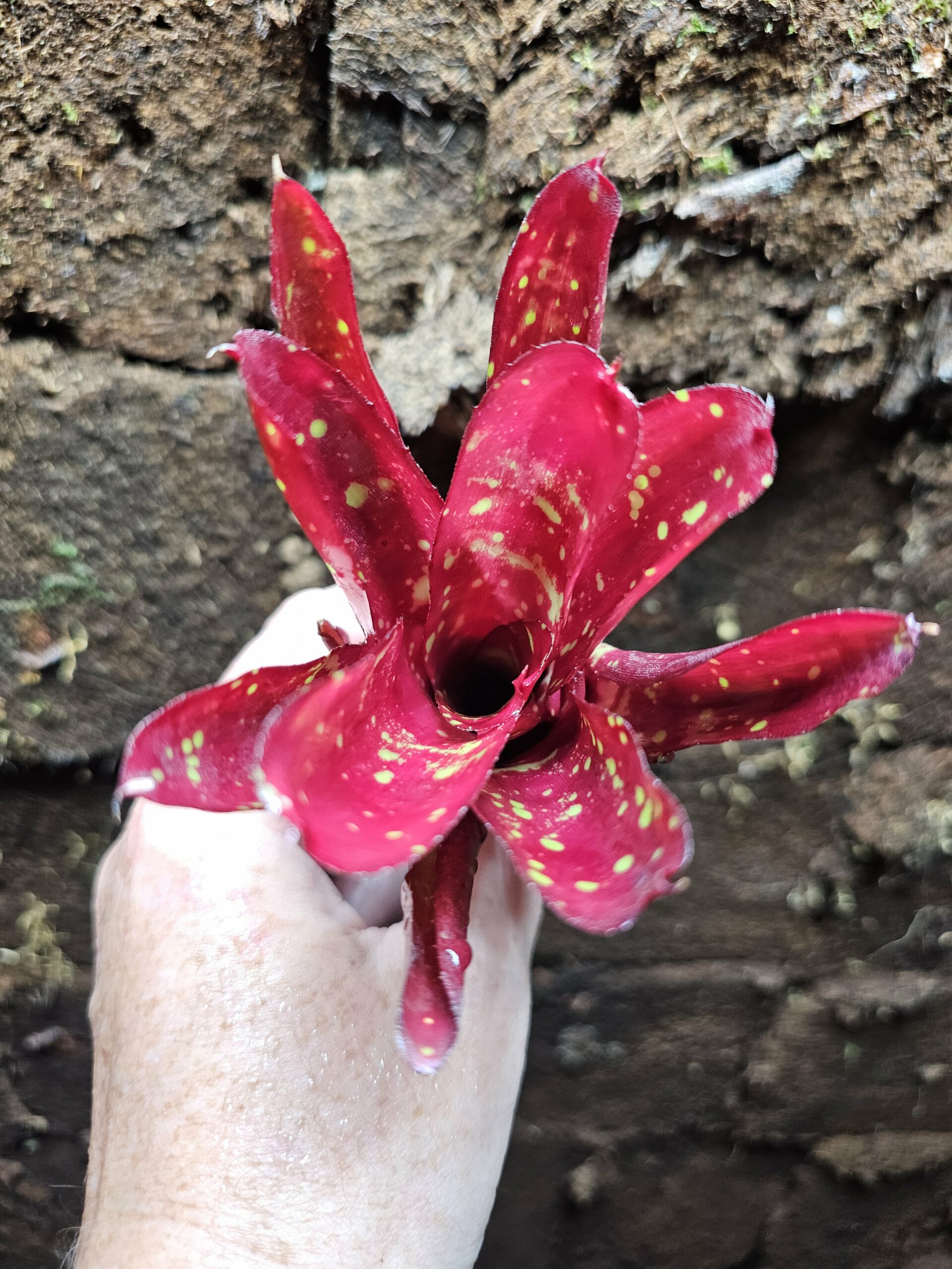 Neoregelia Cosmos – Image 3