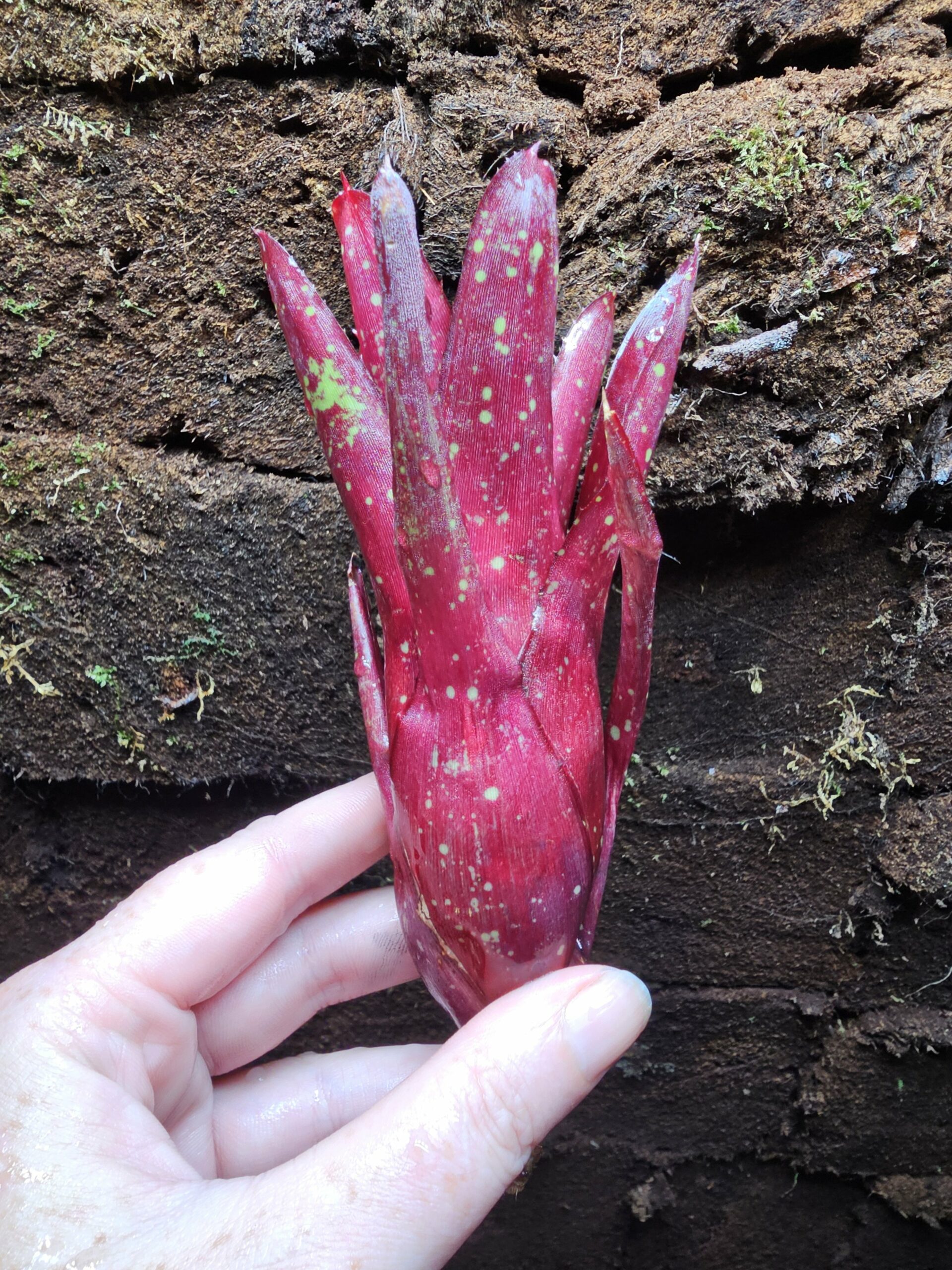 Neoregelia Cosmos – Image 2