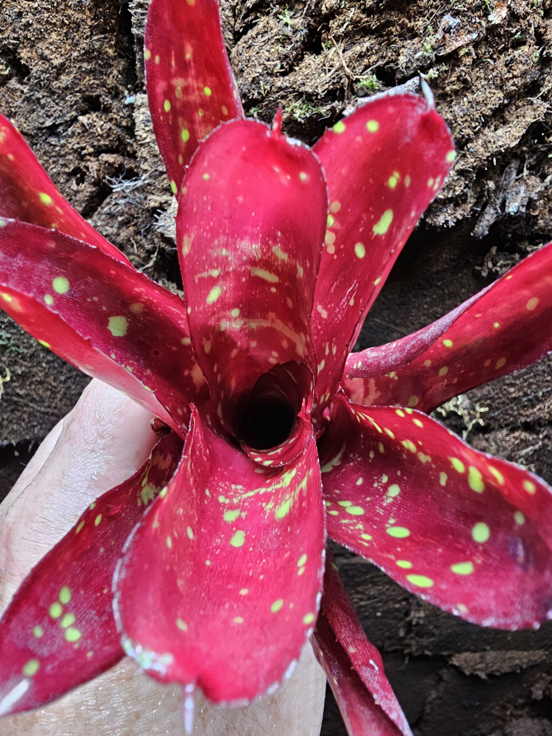 Neoregelia Cosmos