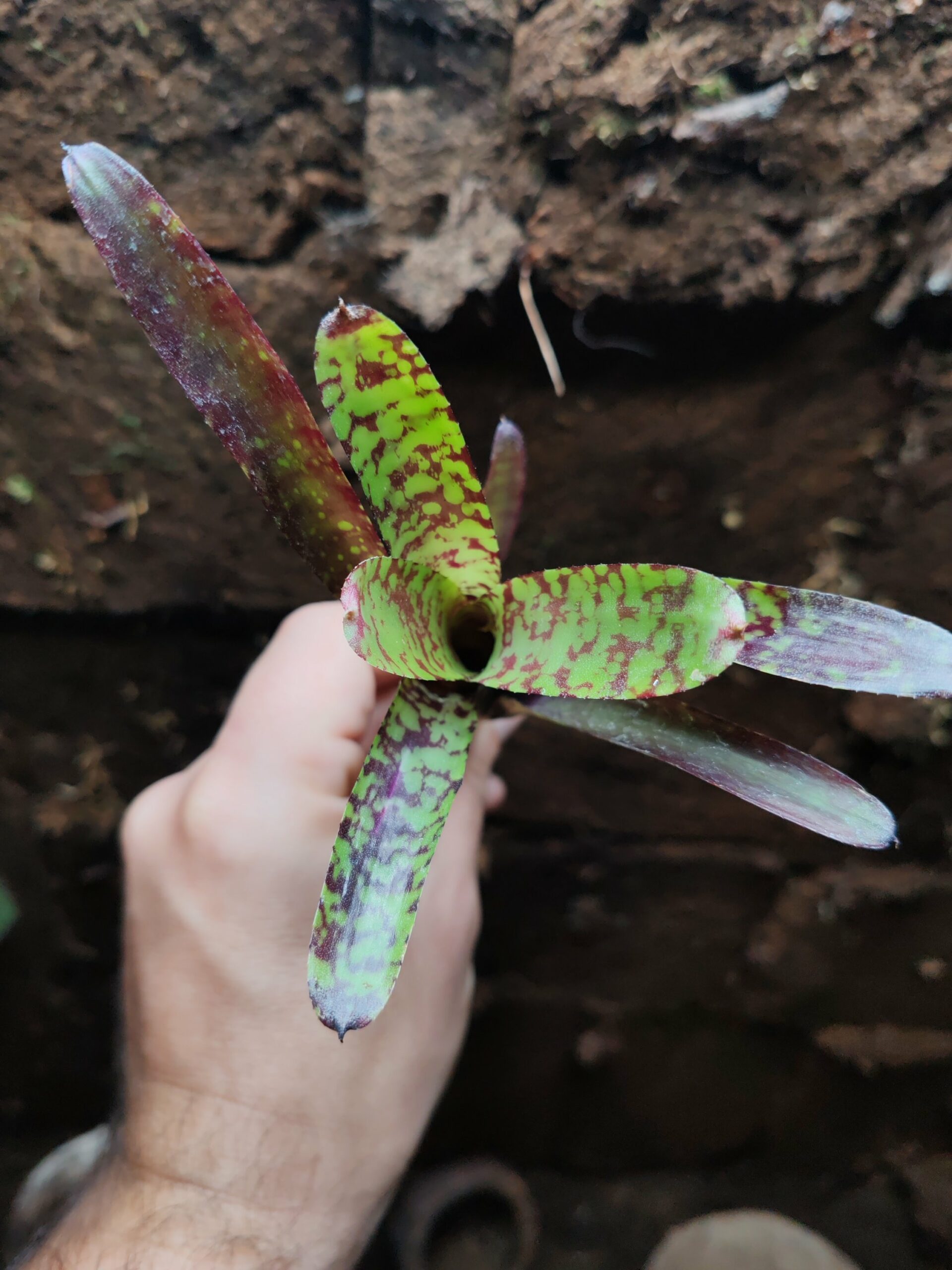 Neoregelia Doodle – Image 2