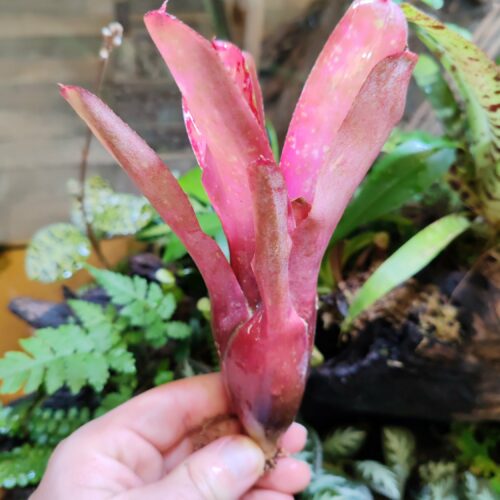 Neoregelia Olens x Marble Throat x Compact