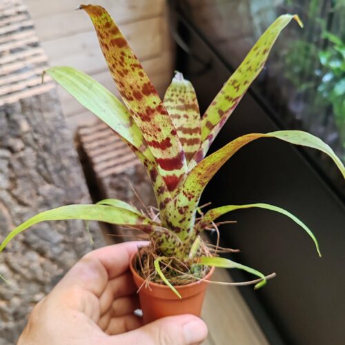 Vriesea "Red Chestnut"